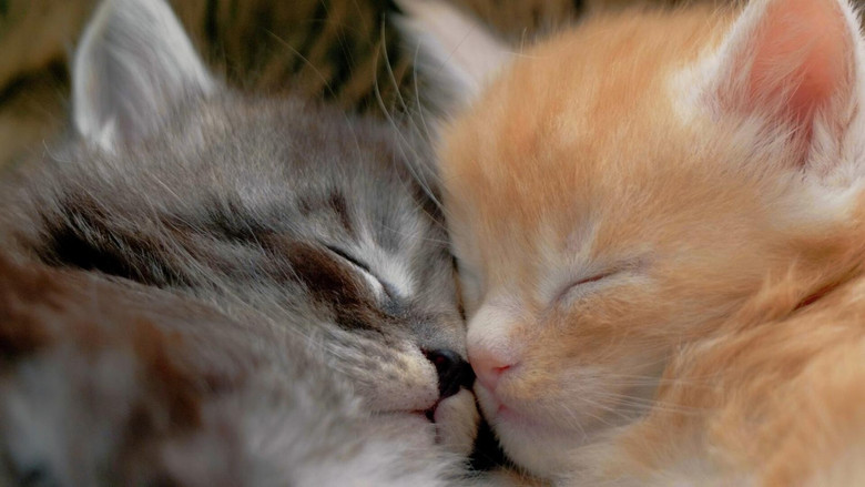 кадр из фильма Comment le chat a conquis le monde