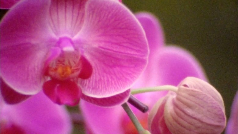 кадр из фильма Quebrando Mitos: A Frágil e Catástrofica Masculinidade de Bolsonaro