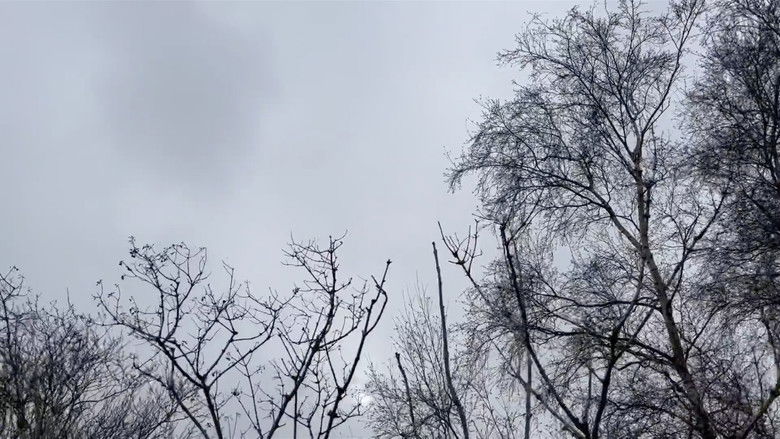 кадр из фильма Middelpolder