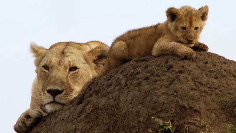 кадр из фильма Lions: Africa's Super Power