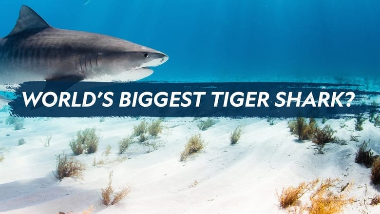 кадр из фильма World's Biggest Tiger Shark