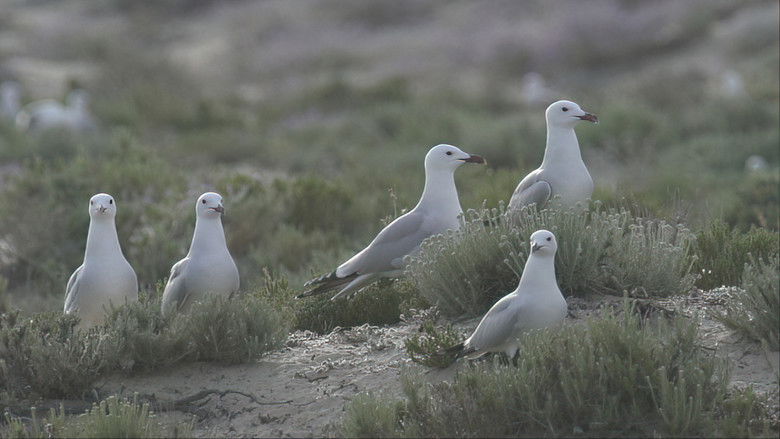 кадр из фильма A Ria Formosa