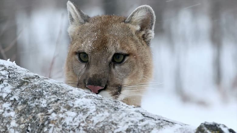 кадр из фильма Puma, le fantôme du Gévaudan