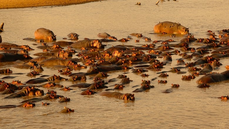 кадр из фильма Hippo vs Croc