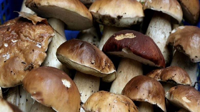 кадр из фильма A fond sur le champignon