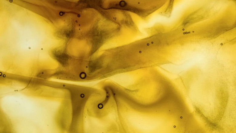 кадр из фильма Deforest