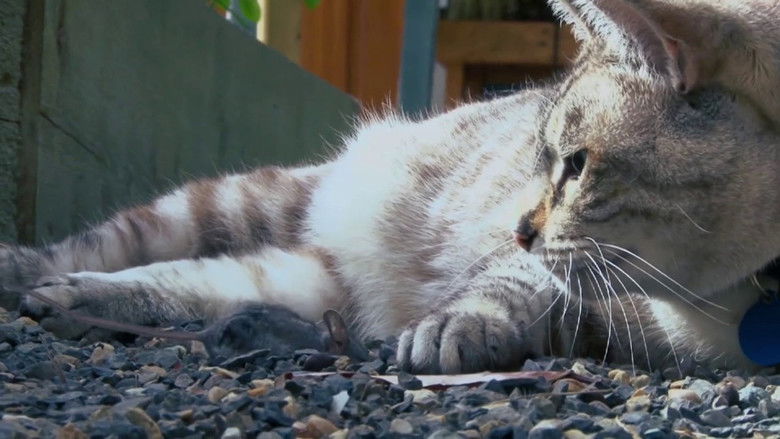 кадр из фильма Psycho Pussies: Mad Cat Attacks