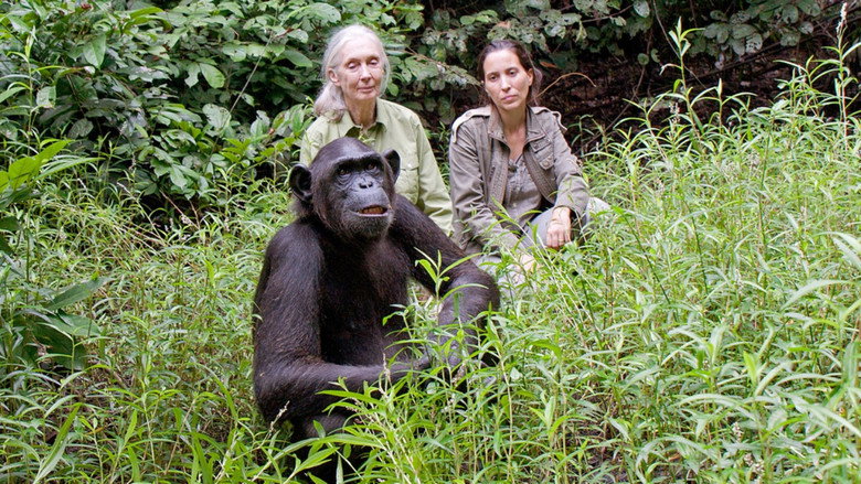 кадр из фильма Schimpansen im Kongo mit Jane Goodall