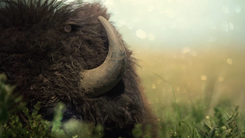 кадр из фильма Phainesthai