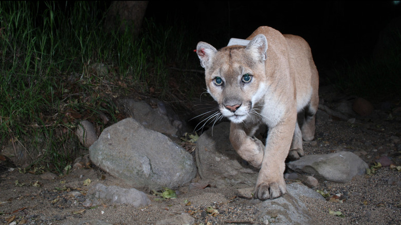 кадр из фильма The Cat That Changed America
