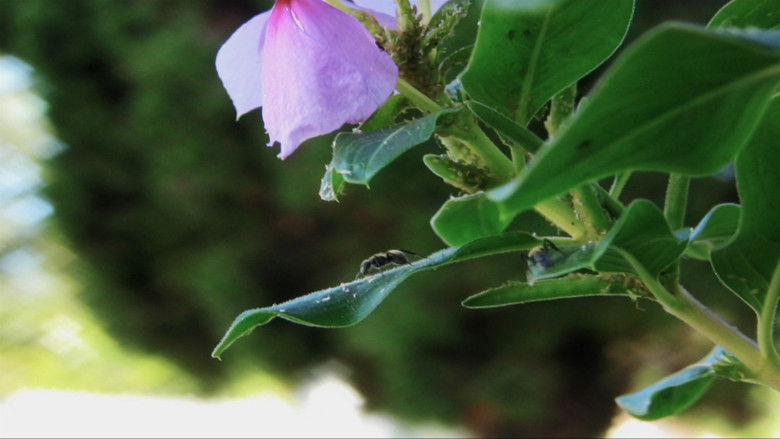 кадр из фильма Surpresas