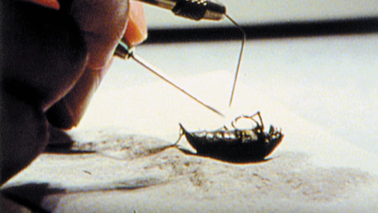 Vom Hirschkäfer zum Hakenkreuz