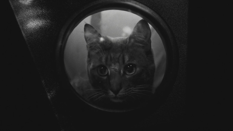 кадр из фильма Jano & Dafi