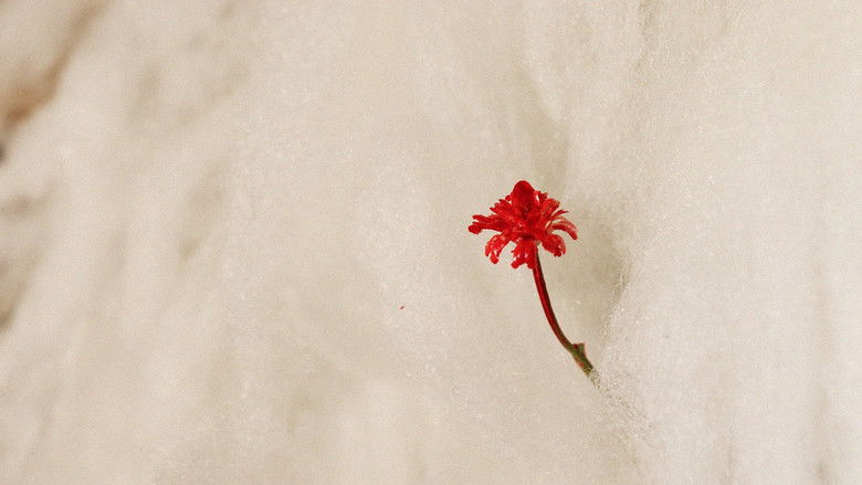 кадр из фильма Mãe da Manhã