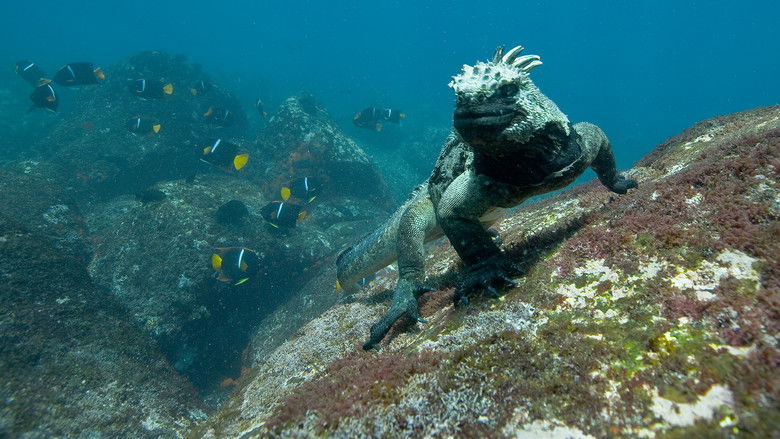 кадр из фильма Океаны