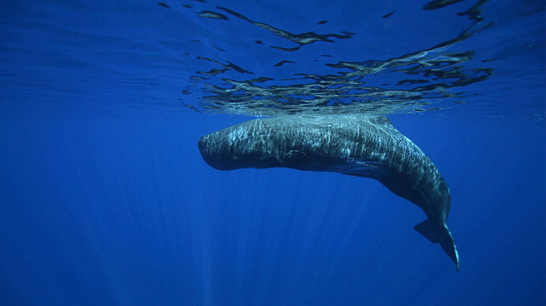 кадр из фильма Unsere Erde, unsere Meere