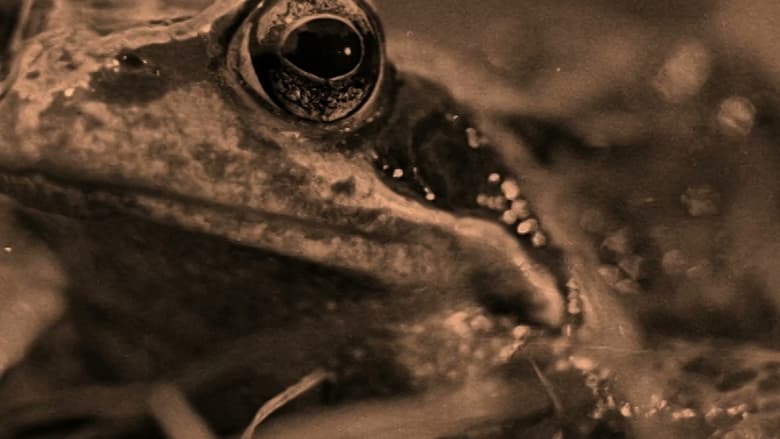 кадр из фильма Dal pianeta degli umani