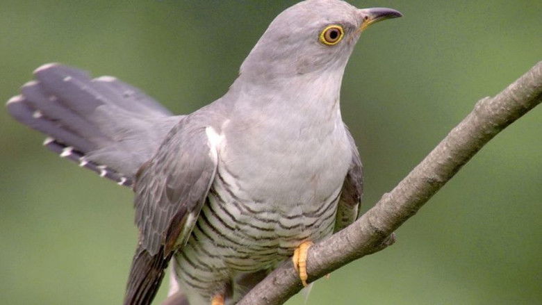 кадр из фильма Überraschungseier - Neues von Kuckuck und Co.