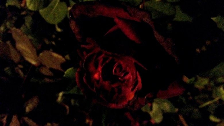 кадр из фильма Summer