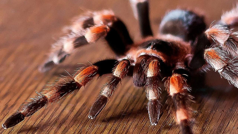 кадр из фильма Tarantulas: The Deadly Cargo