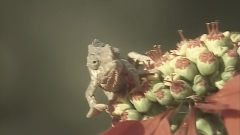 кадр из фильма アフリカ動物パズル