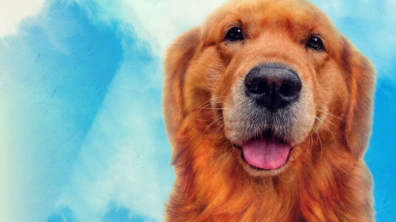 кадр из фильма Мой пёс Руни