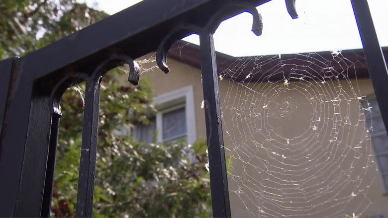 The Case of Kampusch: 10 Years after her Dramatic Escape