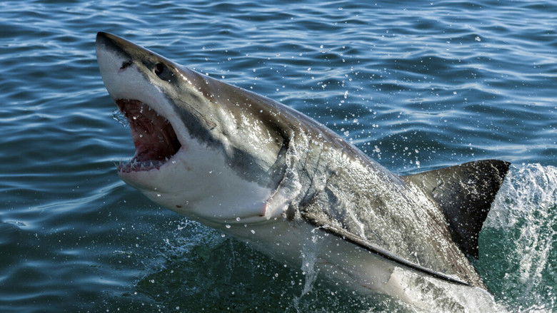 Naufragio entre tiburones