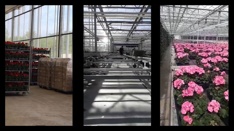 кадр из фильма Las flores