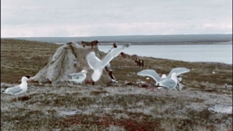 кадр из фильма Netsilik Eskimo, II: At the Caribou Crossing Place
