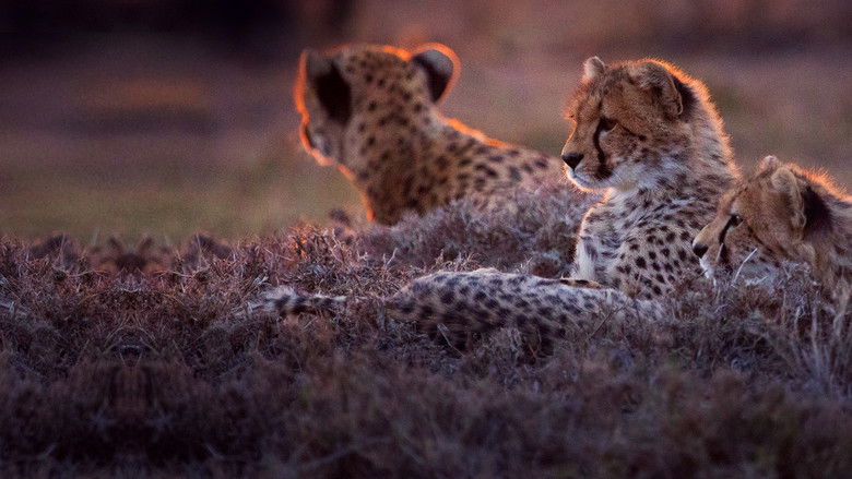 кадр из фильма Man Among Cheetahs