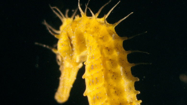 кадр из фильма Метаморфоза птиц