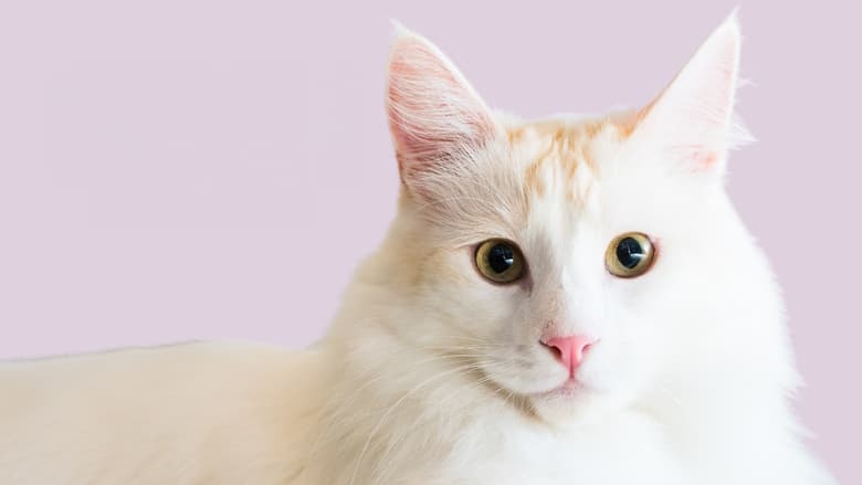 кадр из фильма Catwalk 2: The Comeback Cats