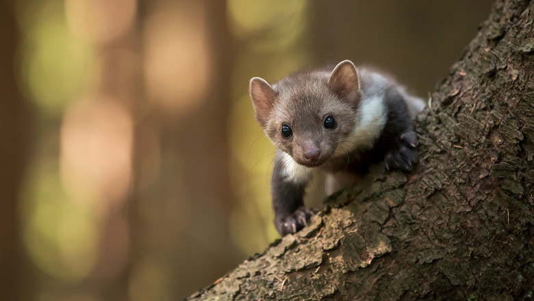 кадр из фильма Wild Tales From The Village