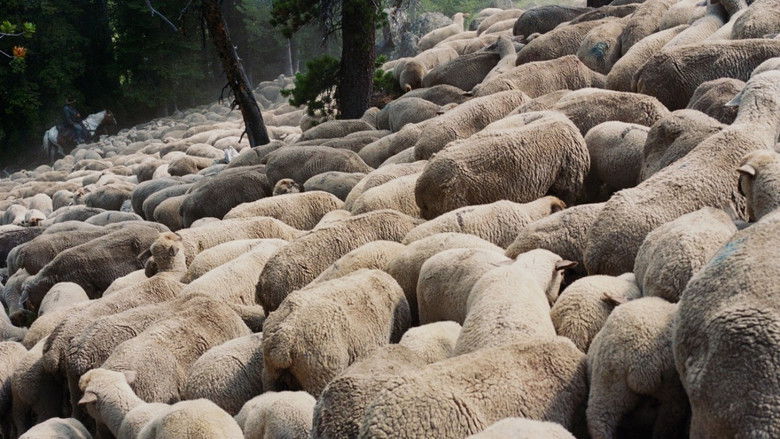 кадр из фильма Sweetgrass