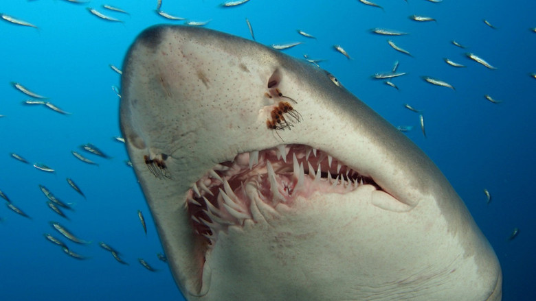 кадр из фильма Тайны подводного мира