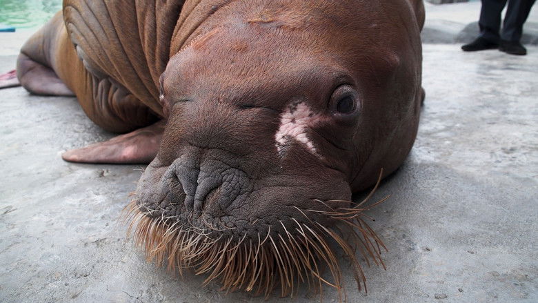 кадр из фильма Несейка. Младшая дочь