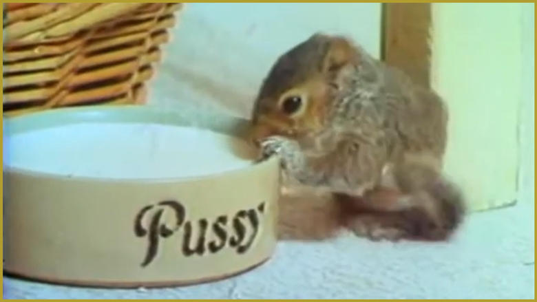 кадр из фильма Squirrel On My Shoulder