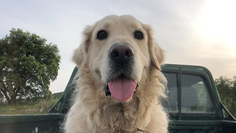 кадр из фильма El cielo del bosque