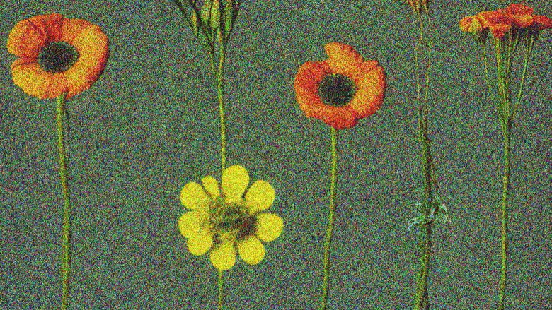 노이즈 속에서 거꾸로 피어나는 꽃