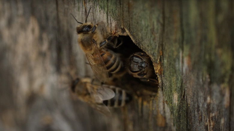 кадр из фильма Abeilles