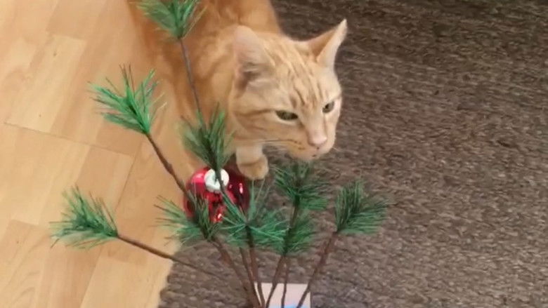 кадр из фильма The Adventures of Murphy the Cat #6