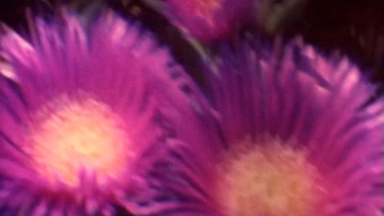 кадр из фильма Blanche