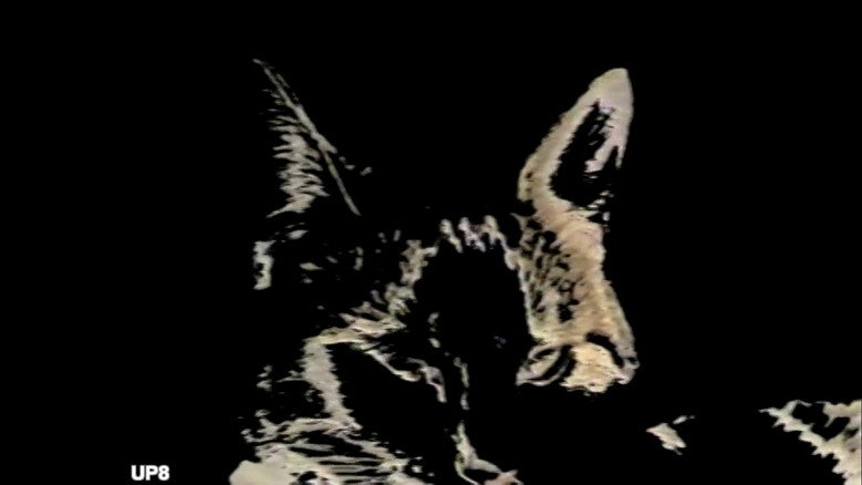 кадр из фильма Duo des Chats