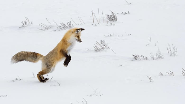 кадр из фильма La montagne aux renards