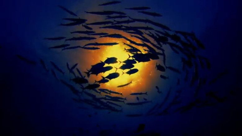 кадр из фильма SANCTUARY - Safeguarding Australia's Oceans