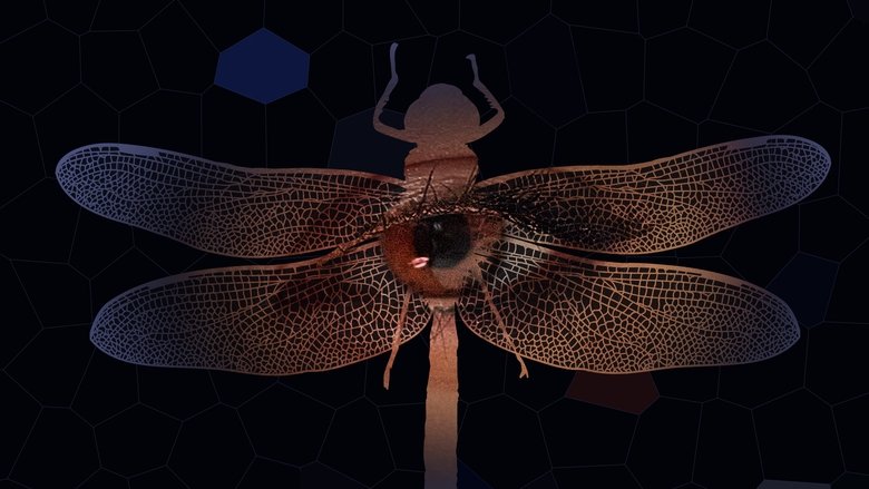 кадр из фильма Libélula