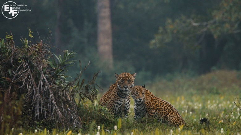 кадр из фильма Pantanal