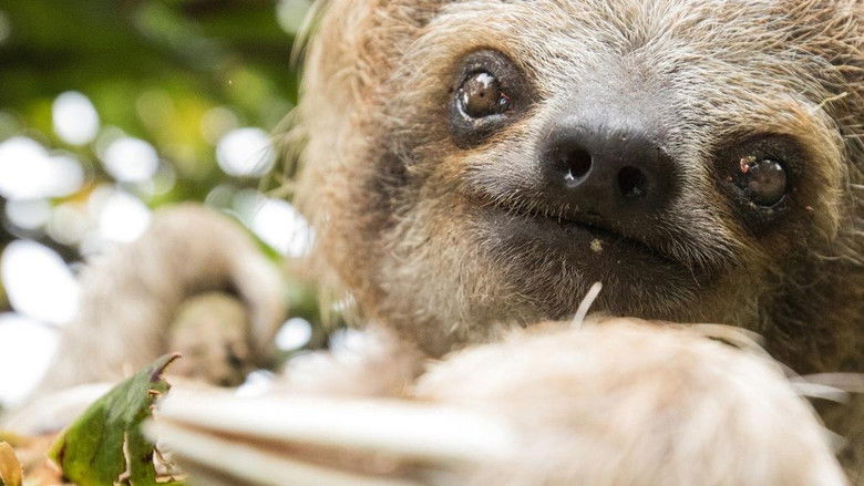 кадр из фильма Untamed Costa Rica with Filipe DeAndrade