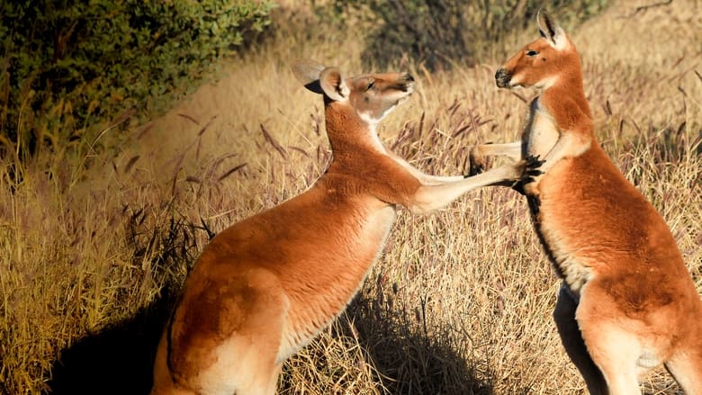 кадр из фильма The Kangaroo King